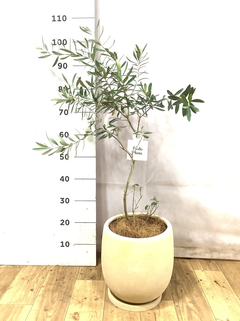 オリーブの木 1点もの（現品・現物） | 観葉植物通販HitoHana(ひとはな)