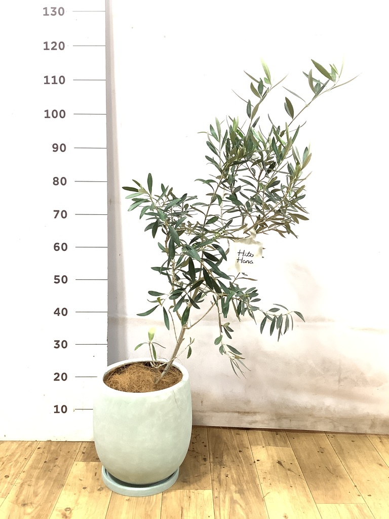 オリーブの木 9号 | 観葉植物通販 HitoHana（ひとはな）
