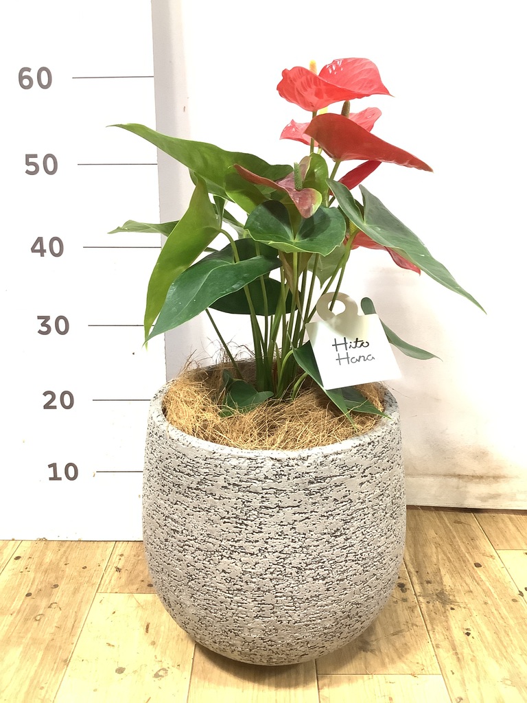 アンスリウム 6号 | 観葉植物 | 送料無料でお届け - Hitohana（ひとはな）