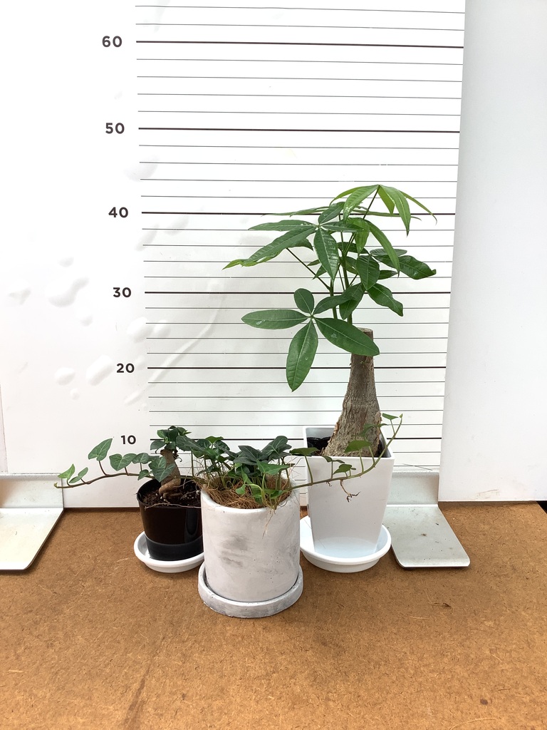 パンダ ガジュマル | 観葉植物通販HitoHana(ひとはな)