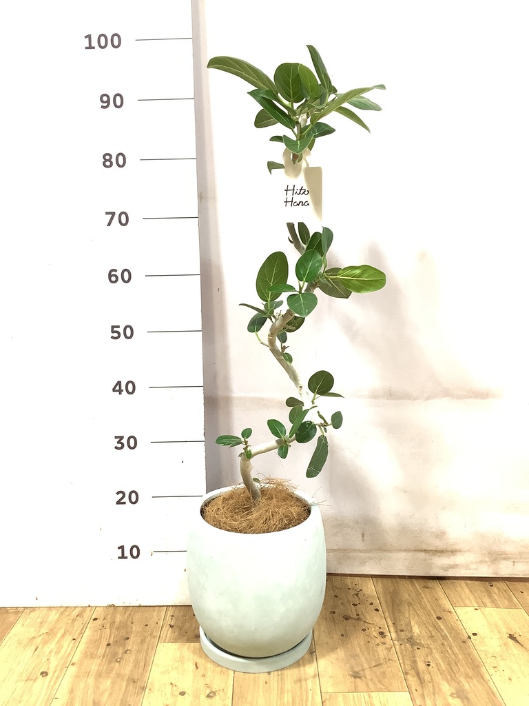 フィカス ベンガレンシス 5号 | 観葉植物通販 HitoHana（ひとはな）