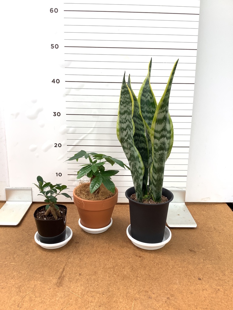観葉植物 初心者にもおすすめお試し3点セット（サンスベリア 4号