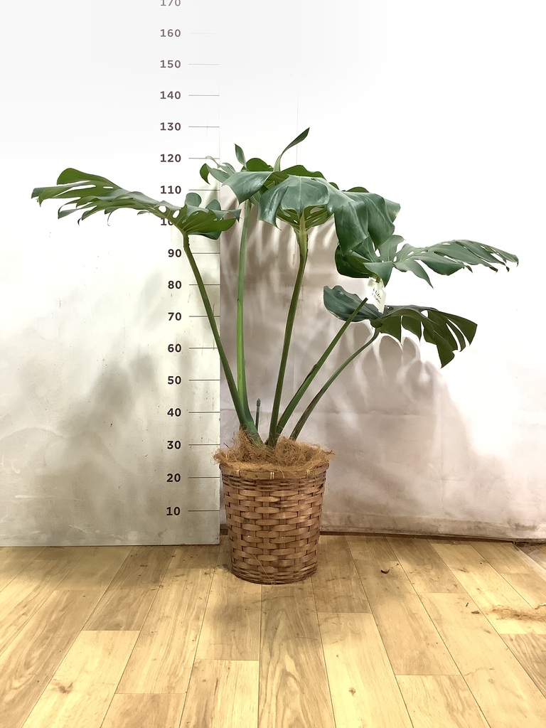 観葉植物 モンステラ 8号 根あがり セドナロング グレイ 付き | 観葉