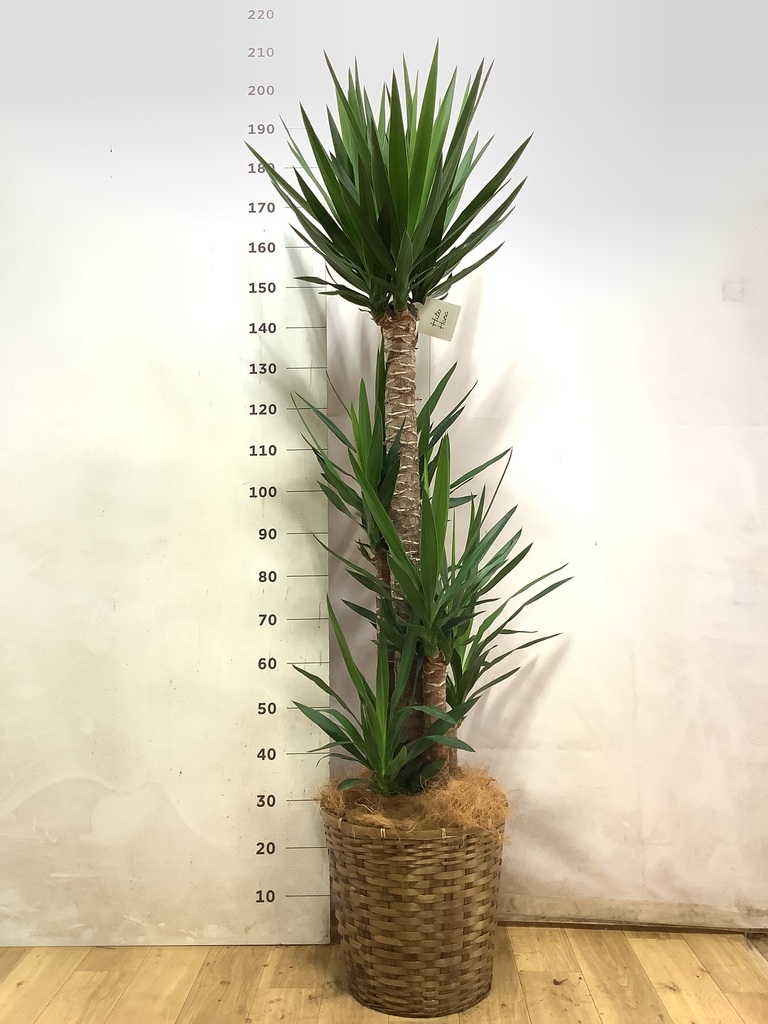 観葉植物　　ユッカ大　　　青年の木 ユッカ（青年の木） | 観葉植物通販HitoHana（ひとはな）