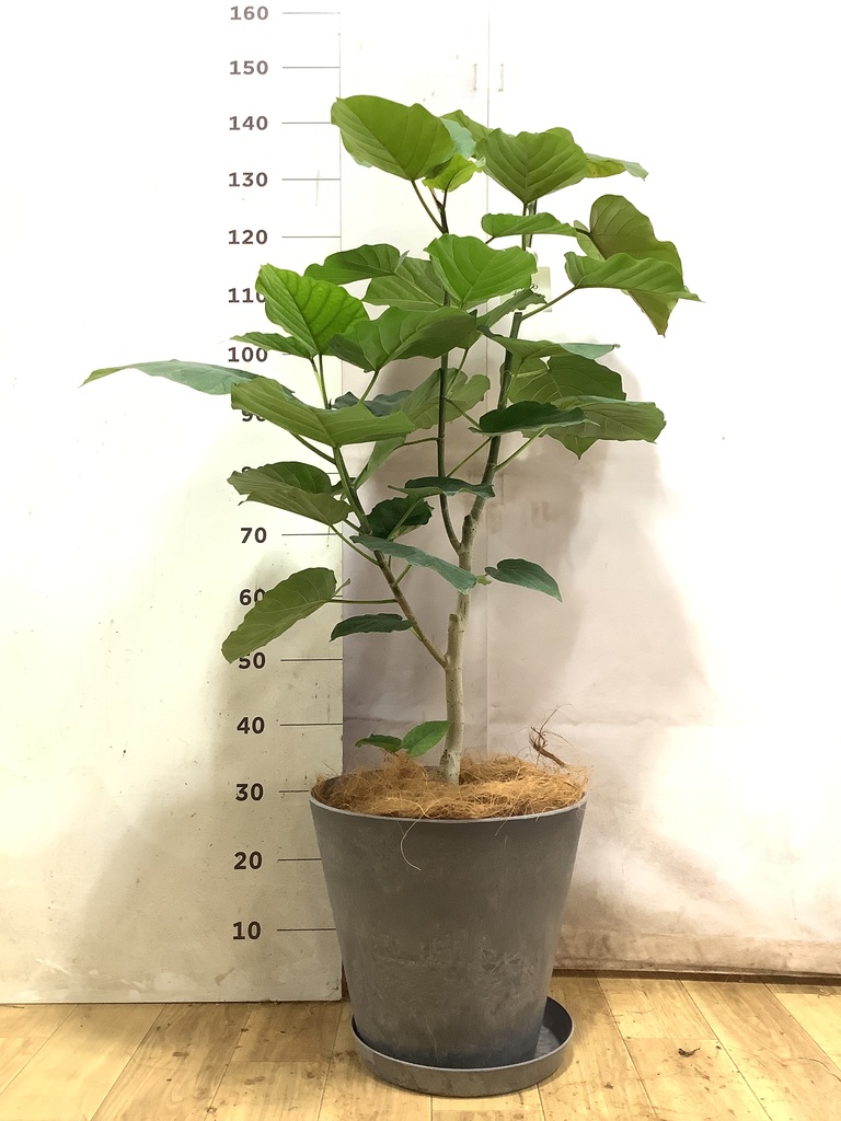 【現品】フィカスウンベラータ　観葉植物 フィカス ウンベラータ 5号 | 観葉植物通販 HitoHana（ひとはな）