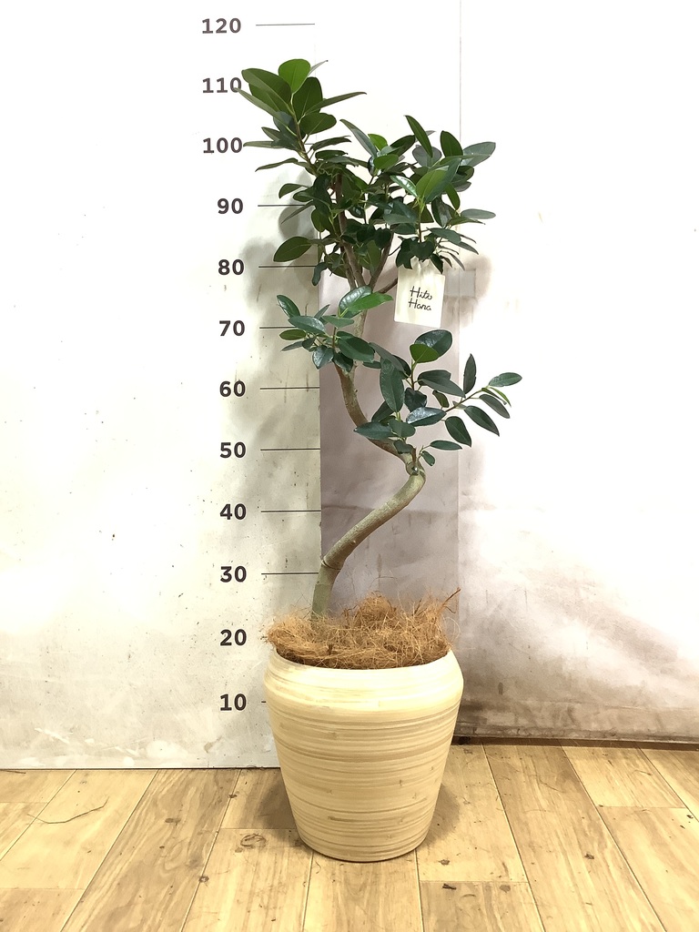 70cm〜100cmの観葉植物 | 送料無料でお届け | Hitohana（ひとはな）