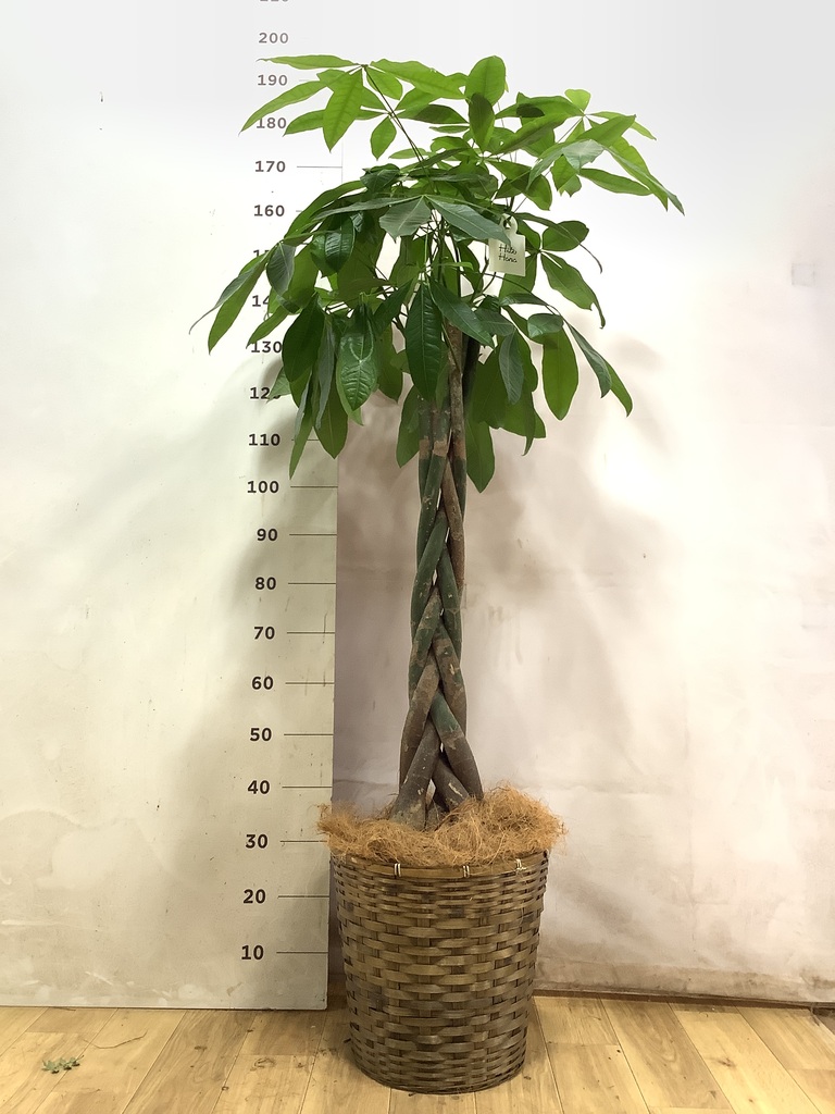 170cm以上の観葉植物 | 送料無料でお届け | Hitohana（ひとはな）