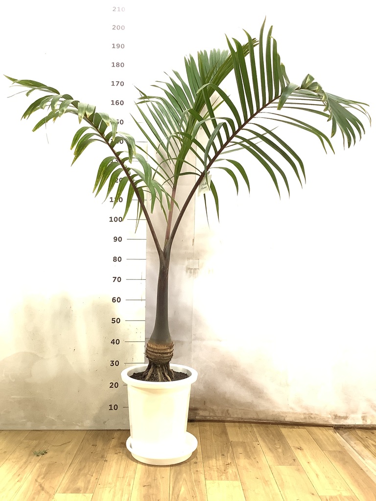 トックリヤシ | 観葉植物の通販ならHitoHana（ひとはな）