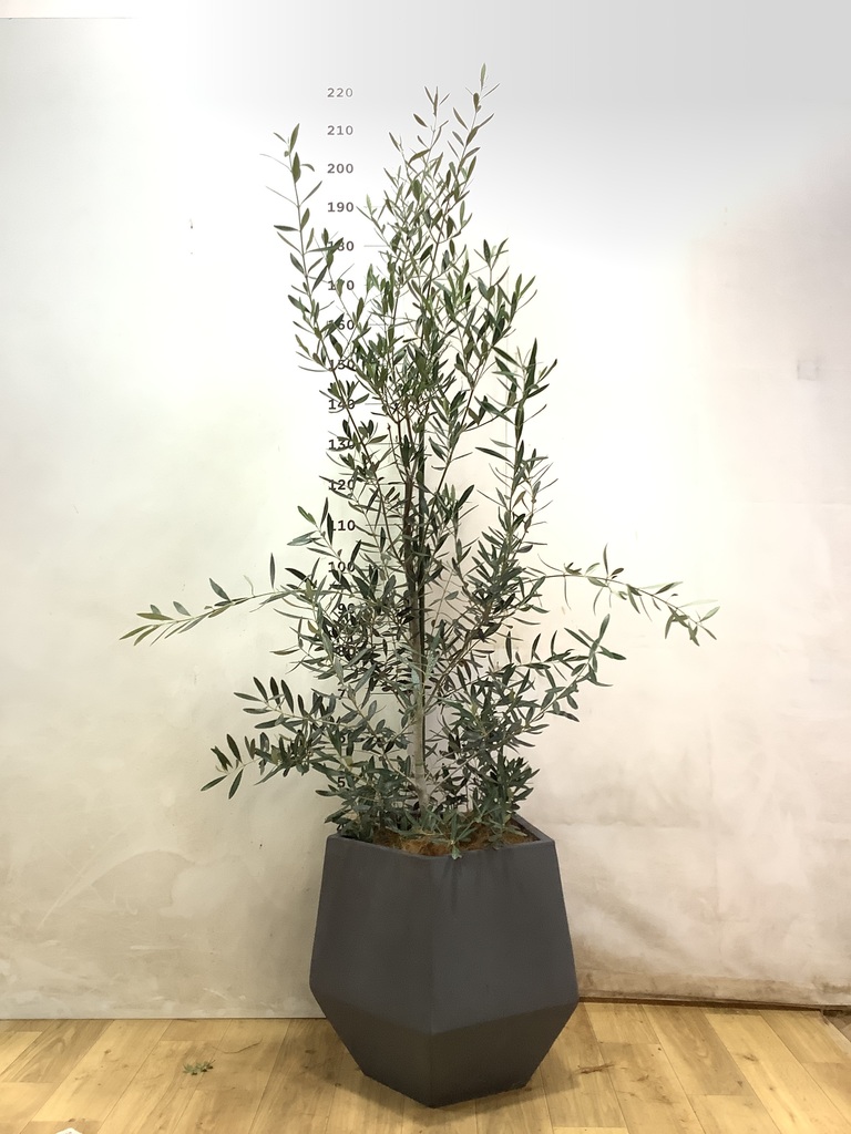 オリーブの木 チプレッシーノ | 観葉植物 | 送料無料でお届け