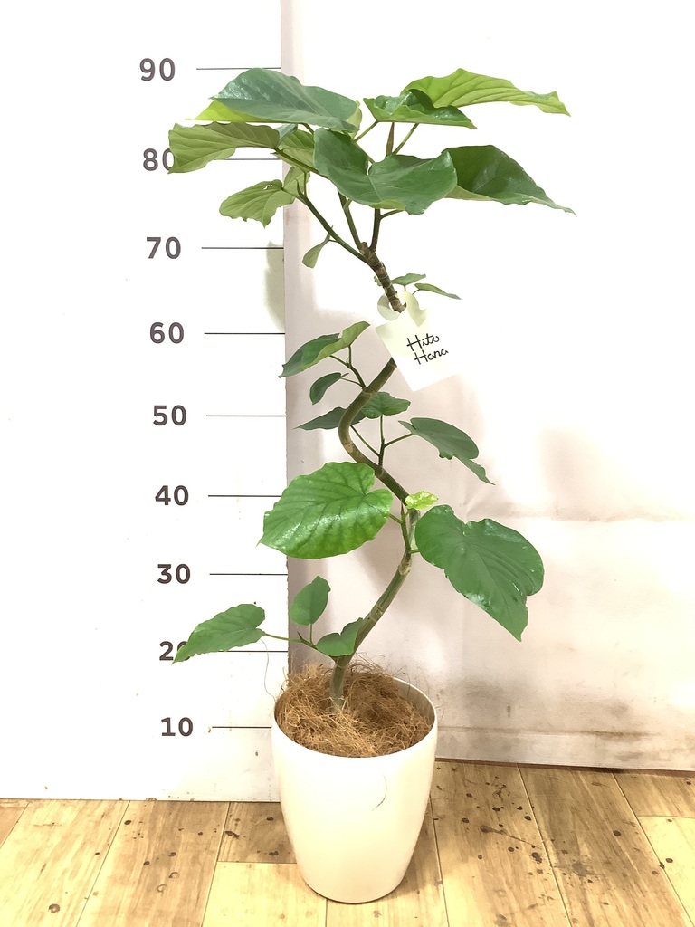フィカス ウンベラータ 5号 | 観葉植物通販 HitoHana（ひとはな）