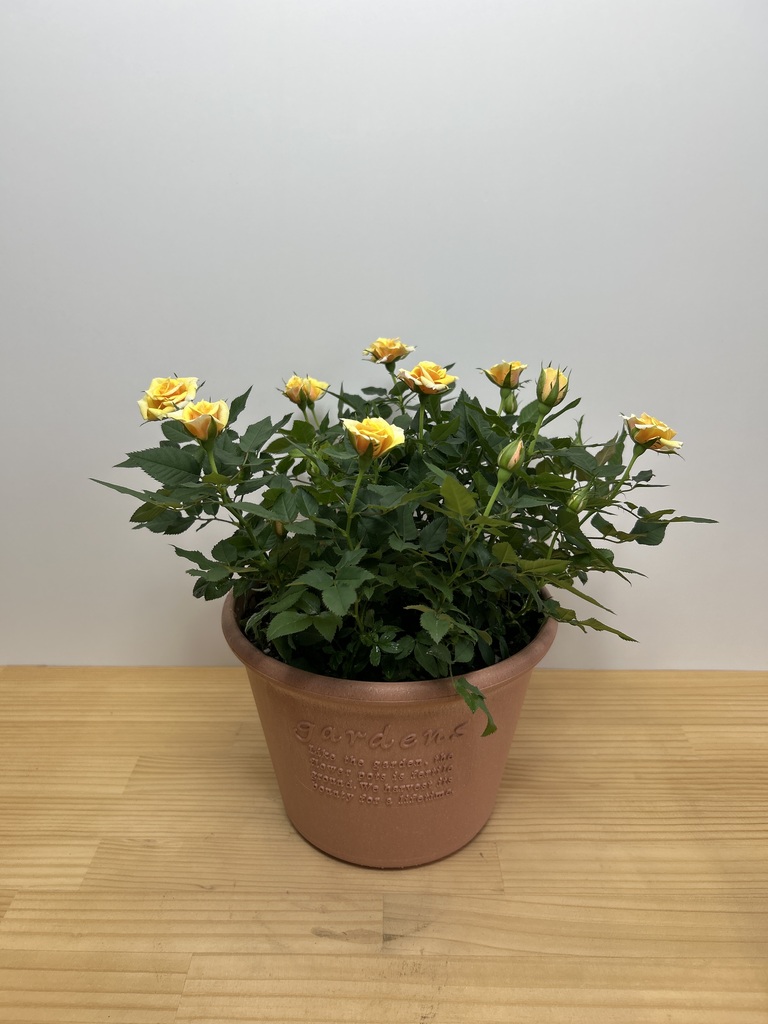 ミニバラの鉢植え | お花の通販HitoHana（ひとはな）