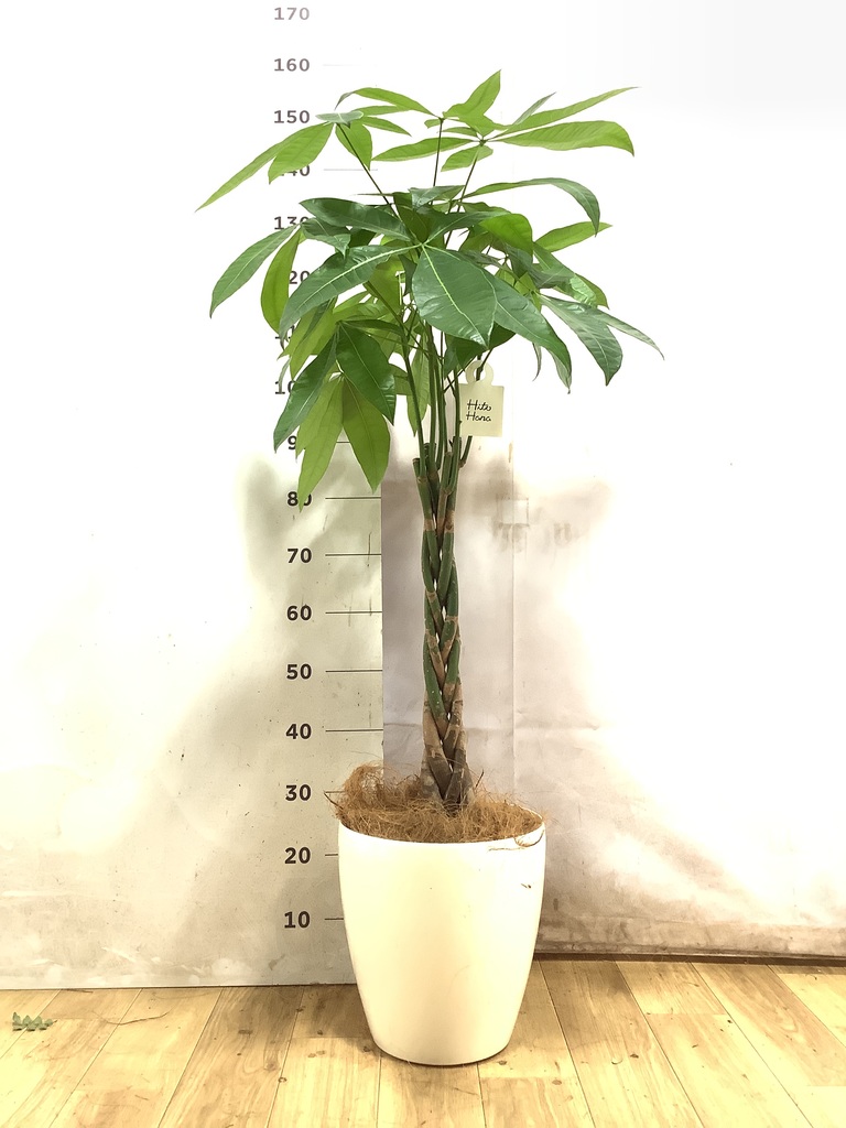 パキラ 1点もの | 観葉植物の通販ならHitoHana（ひとはな）