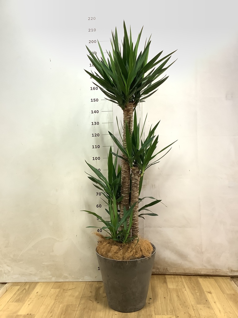 グレーの鉢カバー付きの観葉植物 10号 | 観葉植物の鉢ならHitoHana