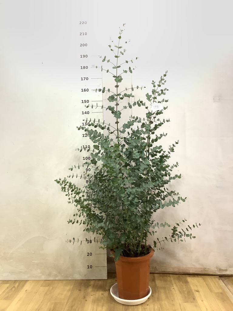 ユーカリ グニー | 観葉植物 | インテリアやギフトに - Hitohana（ひと