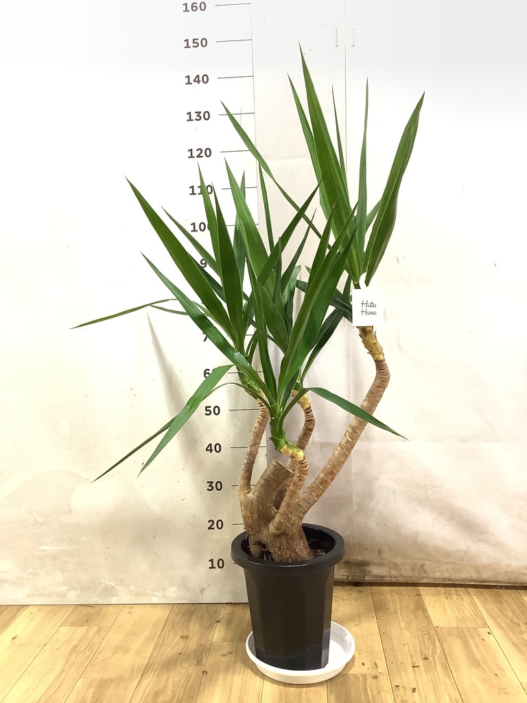 ユッカ（青年の木） | 観葉植物通販HitoHana（ひとはな）