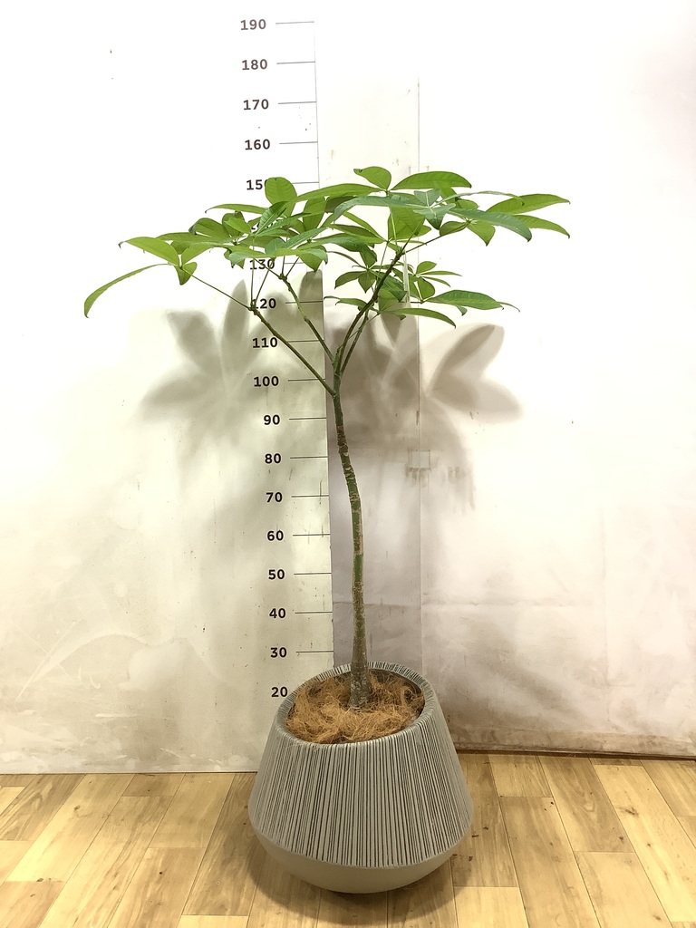 観葉植物 パキラ 8号 パラソル エディラウンド グレイ 付き | 観葉植物
