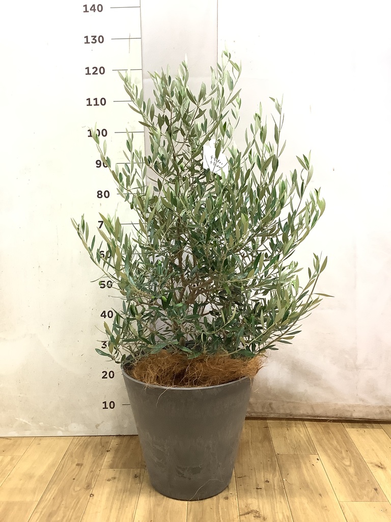 オリーブの木 9号 | 観葉植物通販 HitoHana（ひとはな）