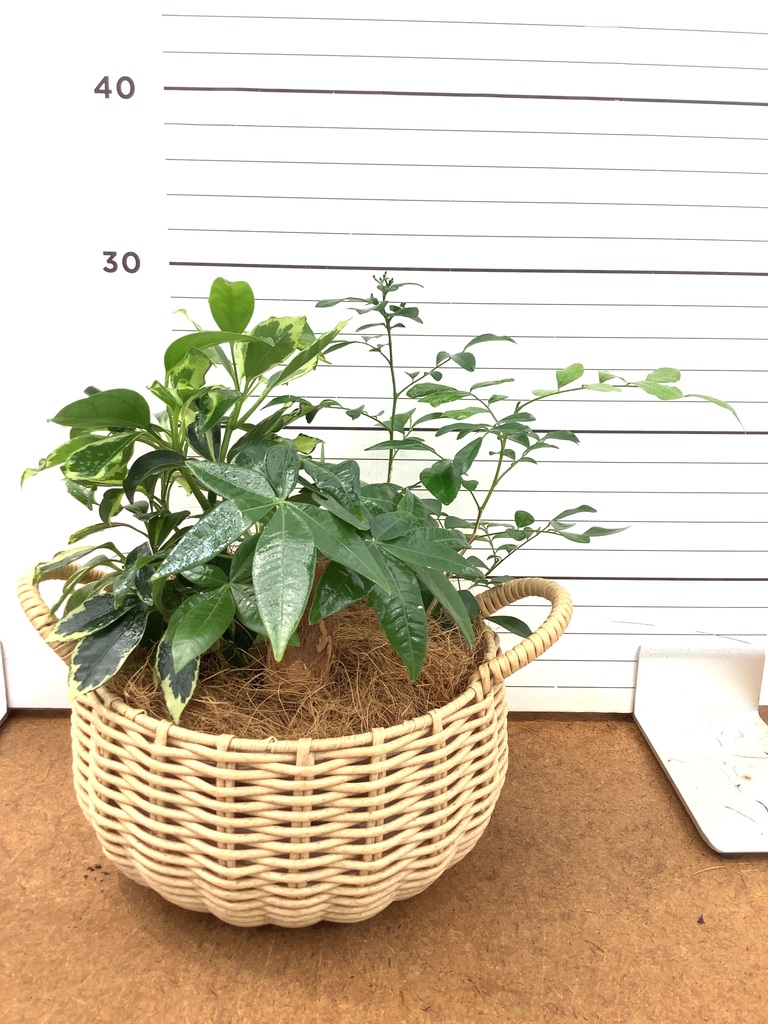 観葉植物 初心者セット | HitoHana（ひとはな）