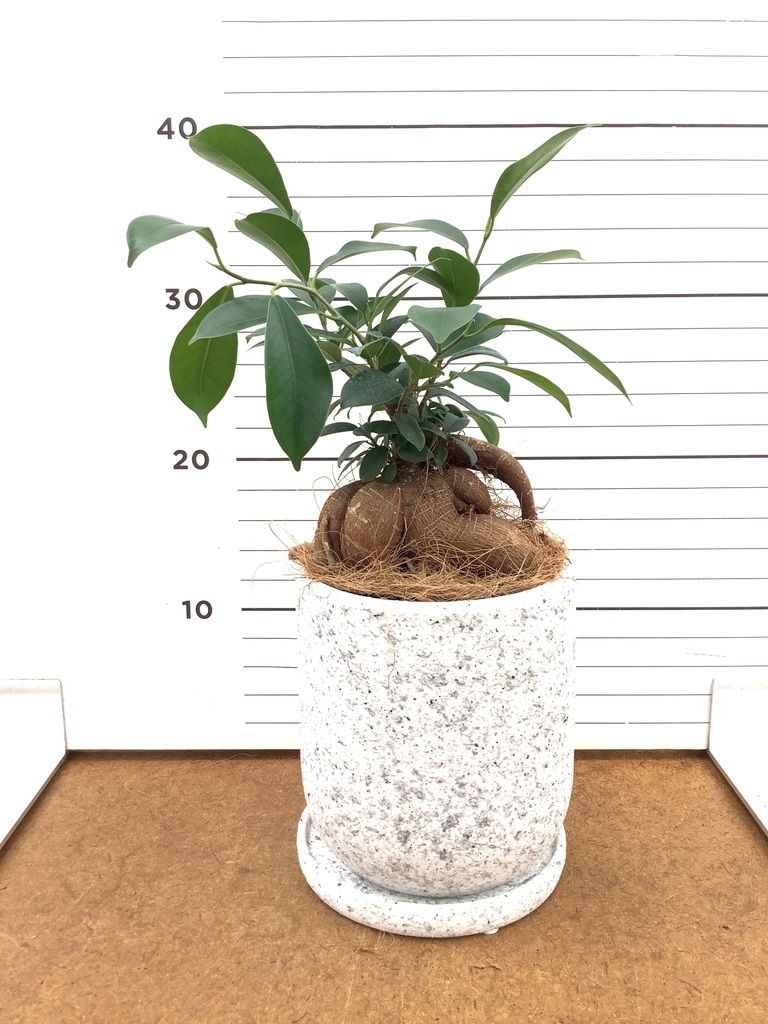 パンダ ガジュマル | 観葉植物通販HitoHana(ひとはな)