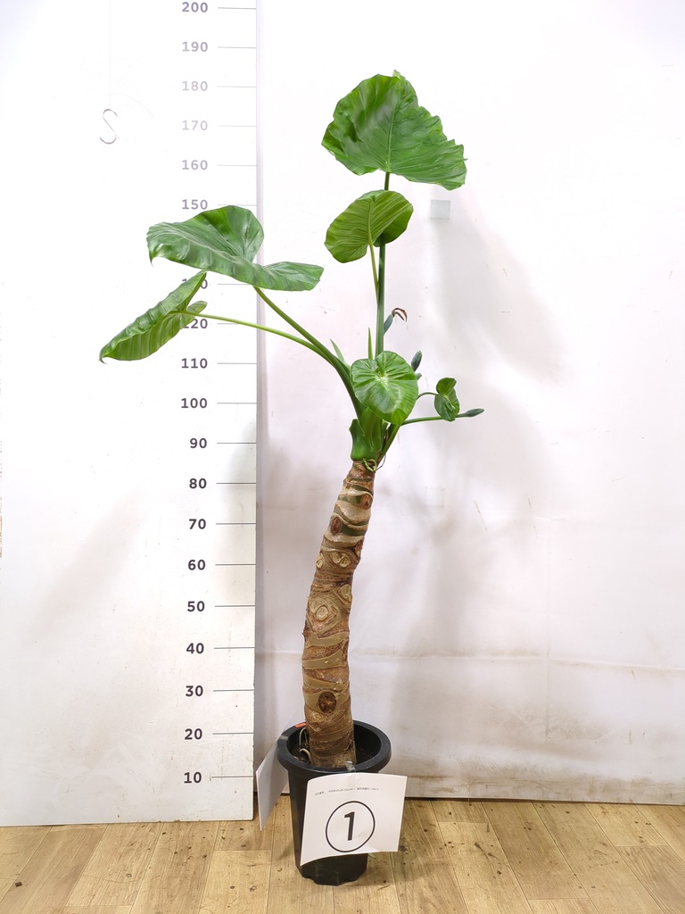 アロカシア 8号 | 観葉植物の通販ならHitoHana（ひとはな）