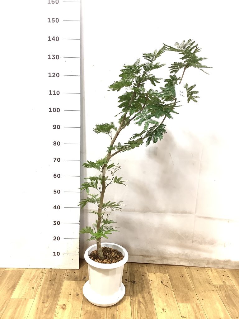 エバーフレッシュ | 観葉植物の通販ならHitoHana（ひとはな）