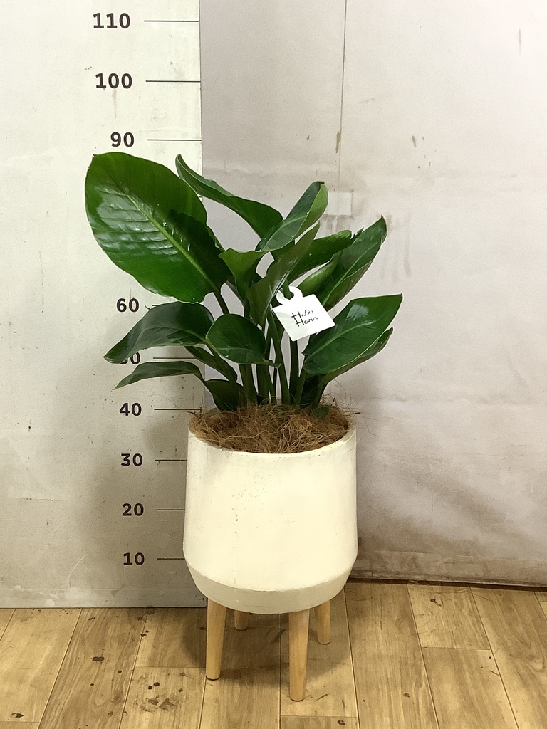 オーガスタ 7号 | 観葉植物の通販ならHitoHana