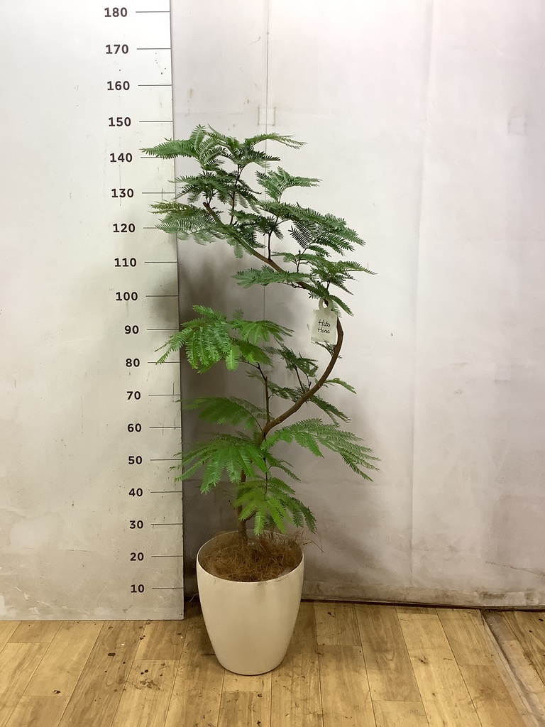 エバーフレッシュ | 観葉植物の通販ならHitoHana（ひとはな）