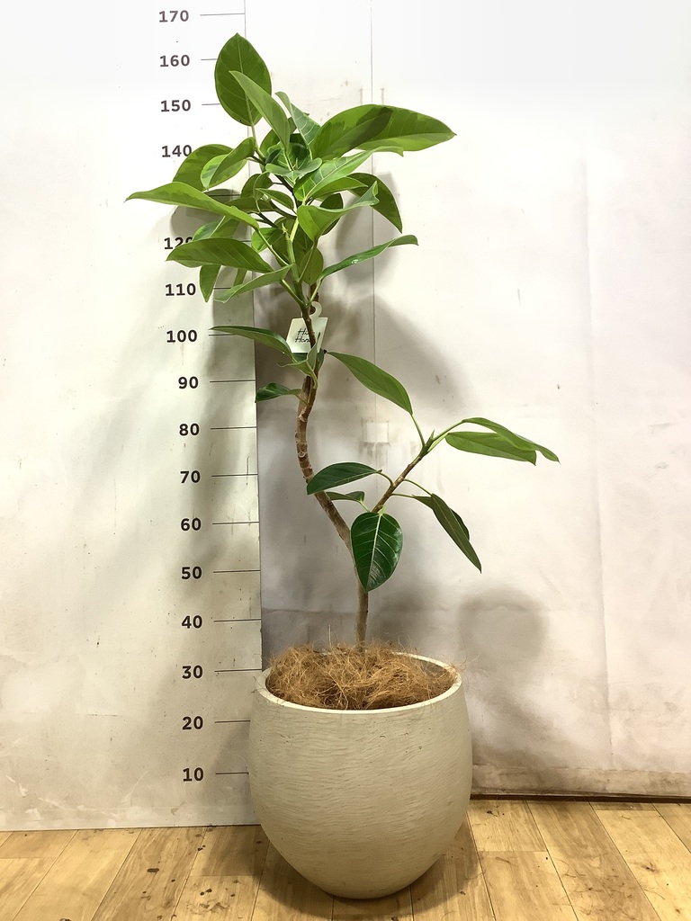 フィカス アルテシーマ | 観葉植物通販 HitoHana