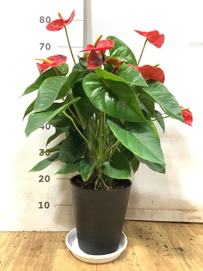 アンスリウム レッド | 観葉植物の通販ならHitoHana（ひとはな）