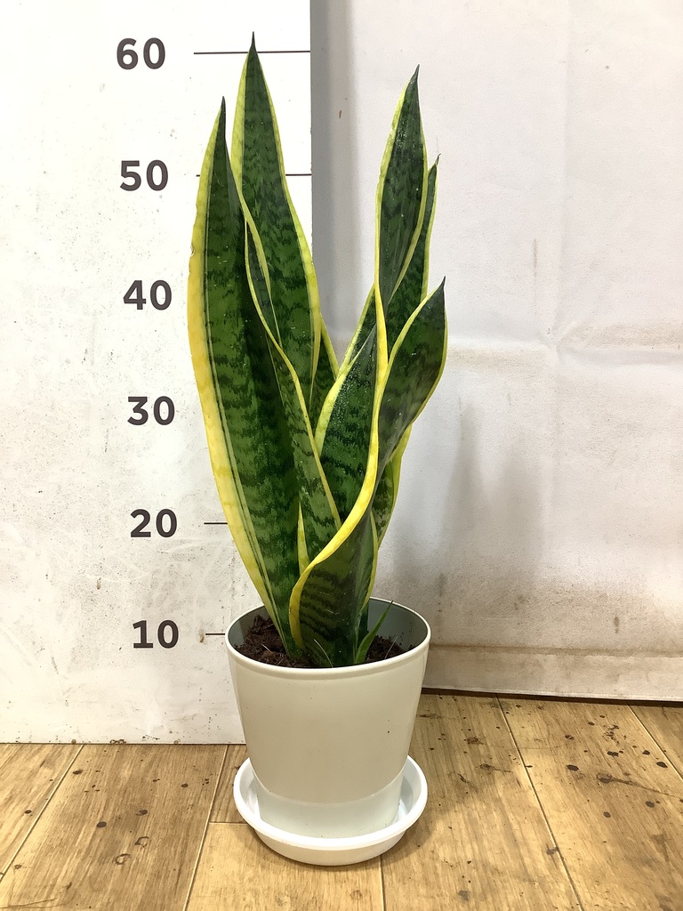 50cm〜70cmの観葉植物 | 送料無料でお届け | Hitohana（ひとはな）
