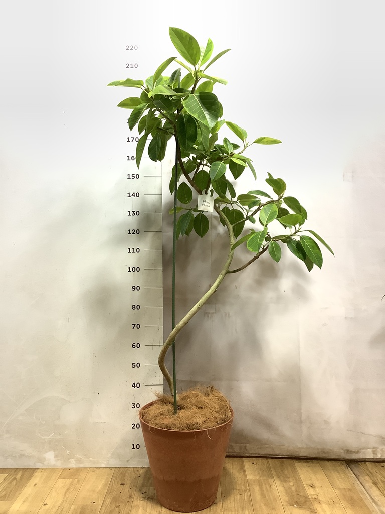 フィカス アルテシーマ | 観葉植物通販 HitoHana