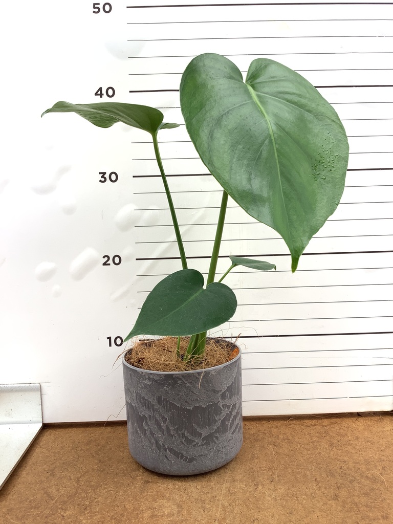 モンステラ 3号 | 観葉植物ならHitoHana