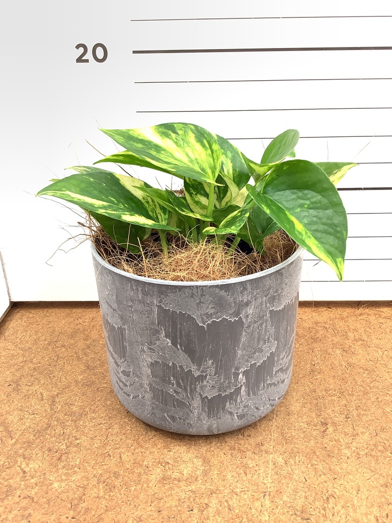 ポトス 3号 | 観葉植物 | インテリアやギフトに - Hitohana（ひとはな）