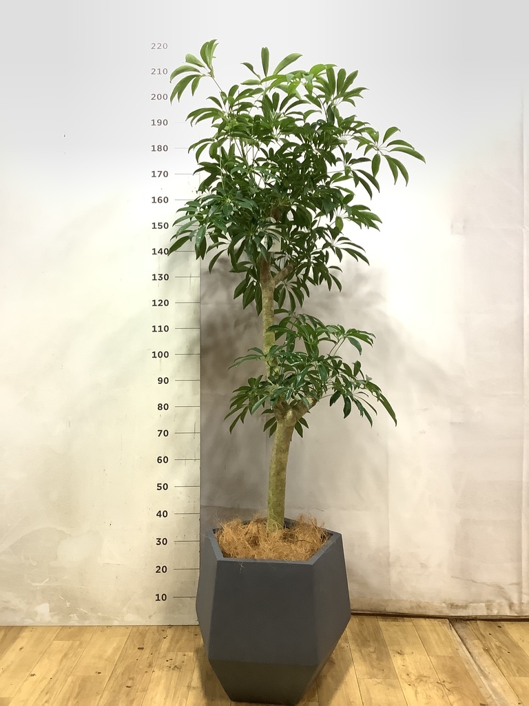 観葉植物 シェフレラ【165cm】 10号 プラスチック鉢 #70765 ※1都3県
