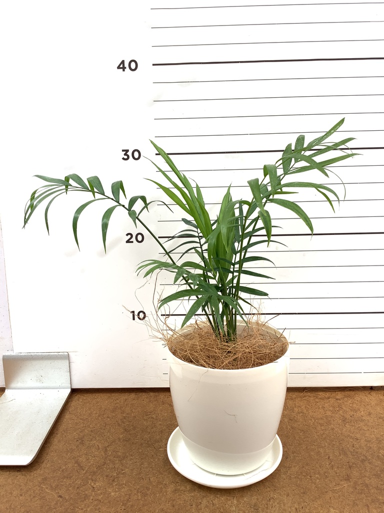 テーブルヤシ 4号 | 観葉植物 | インテリアやギフトに - Hitohana