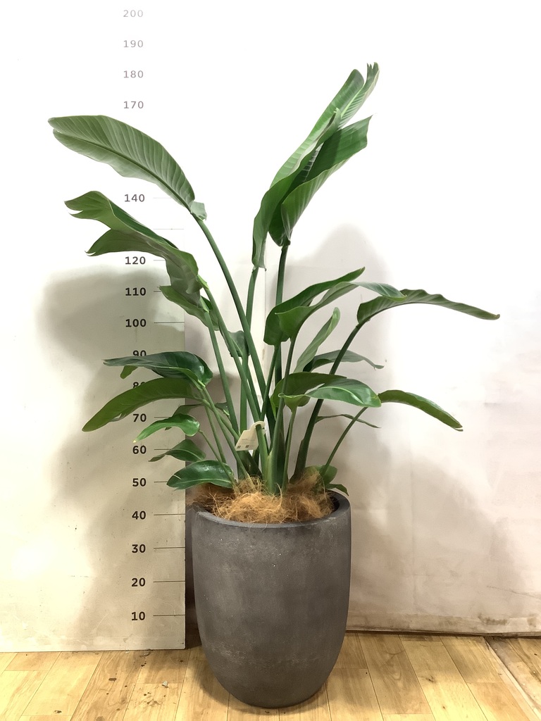 オーガスタ | 観葉植物の通販ならHitoHana（ひとはな）