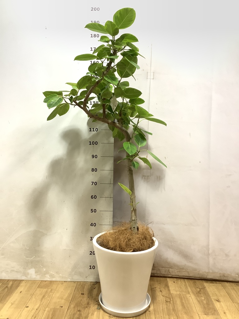 取りに来れる方限定✴︎フィカス アルテシーマ✴︎約2メートル フィカス アルテシーマ | 観葉植物通販 HitoHana
