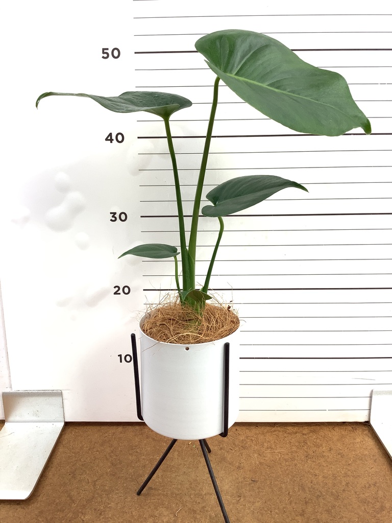 モンステラ 3号 | 観葉植物ならHitoHana