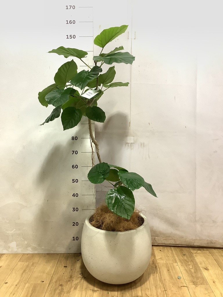 フィカス ウンベラータ 曲がり | 観葉植物通販 HitoHana（ひとはな）