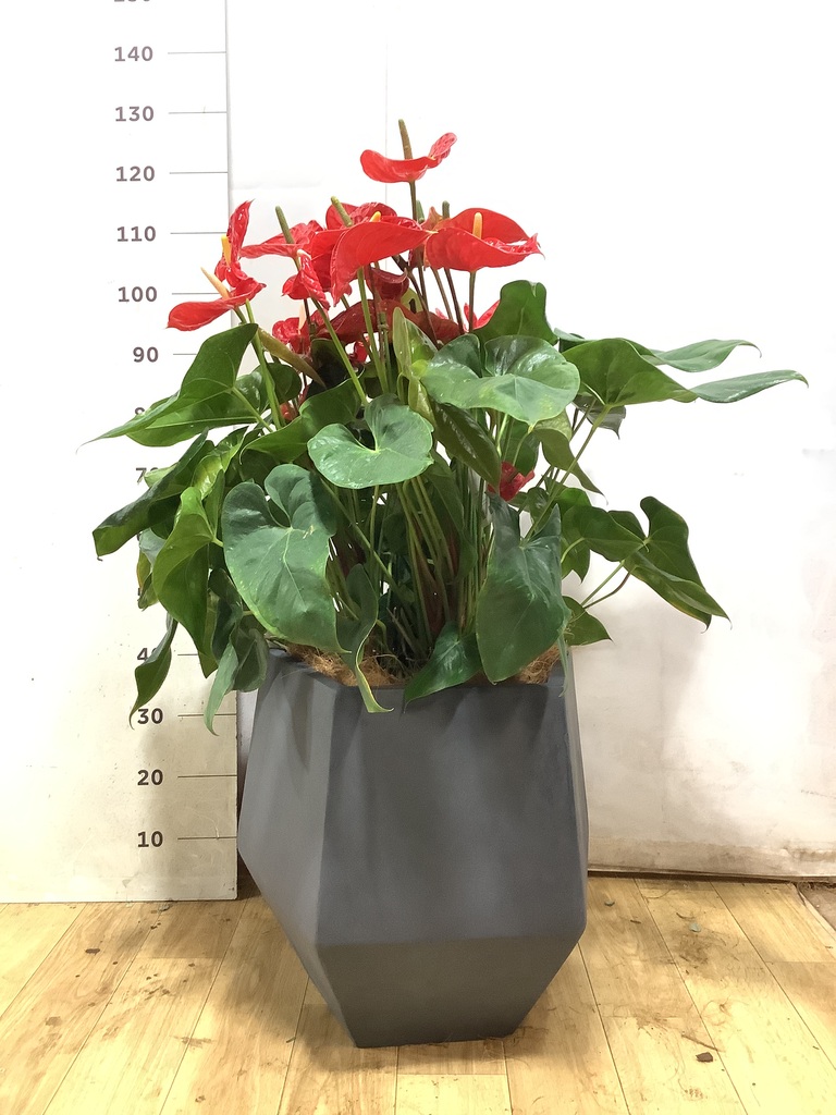 アンスリウム レッド | 観葉植物の通販ならHitoHana（ひとはな）