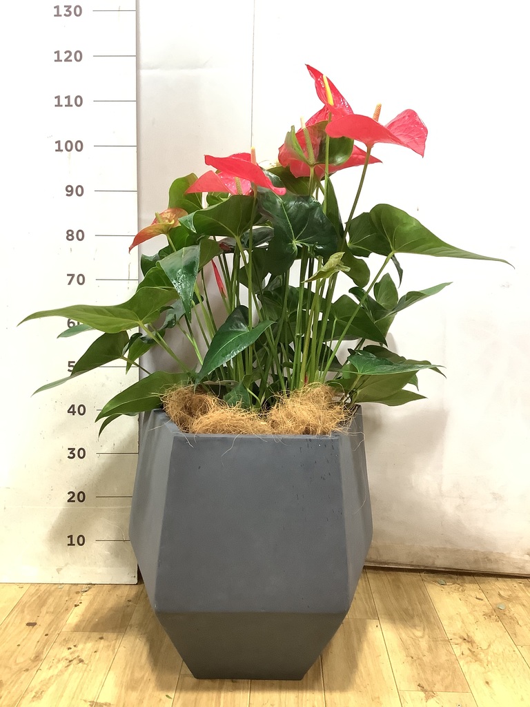 アンスリウム 10号 | 観葉植物通販HitoHana(ひとはな)