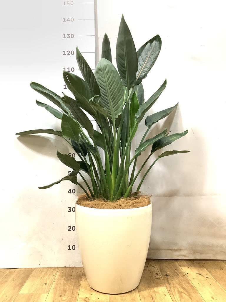 ストレチア レギネ 10号 | 観葉植物 | インテリアやギフトに