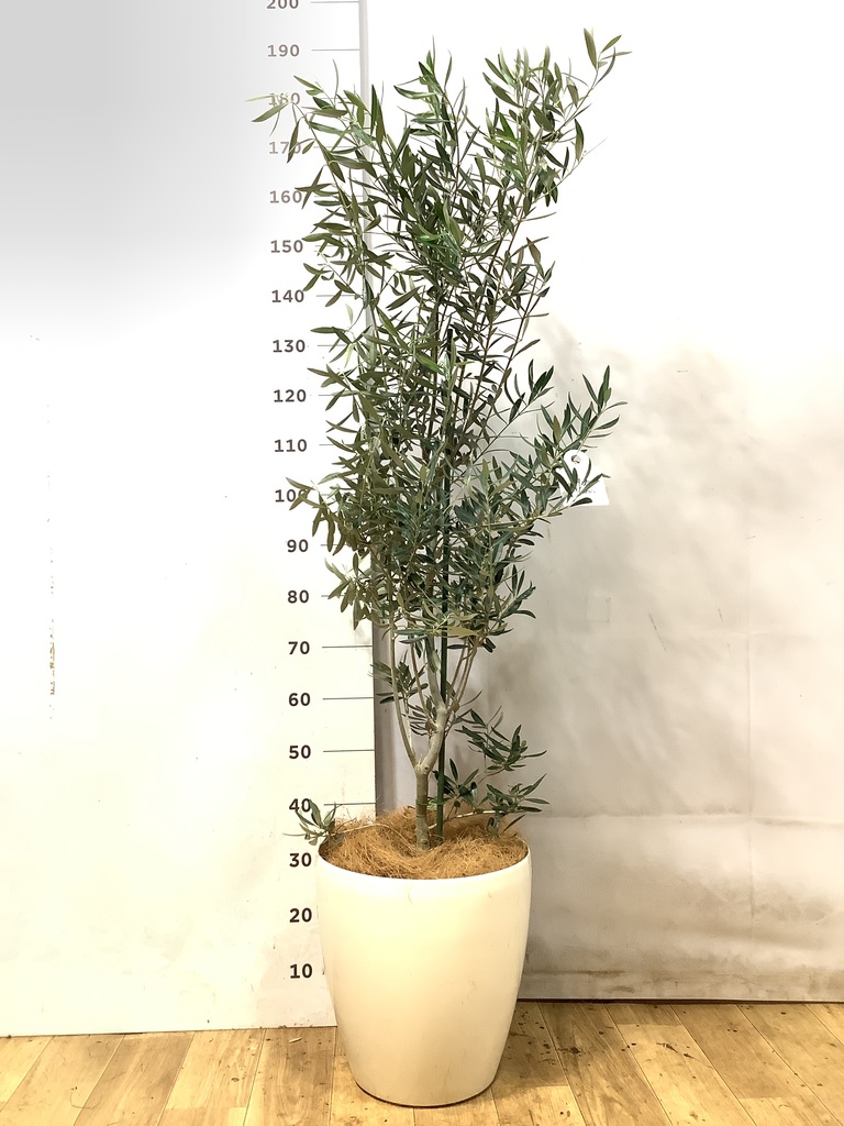 オリーブの木 1点もの（現品・現物） | 観葉植物通販HitoHana(ひとはな)