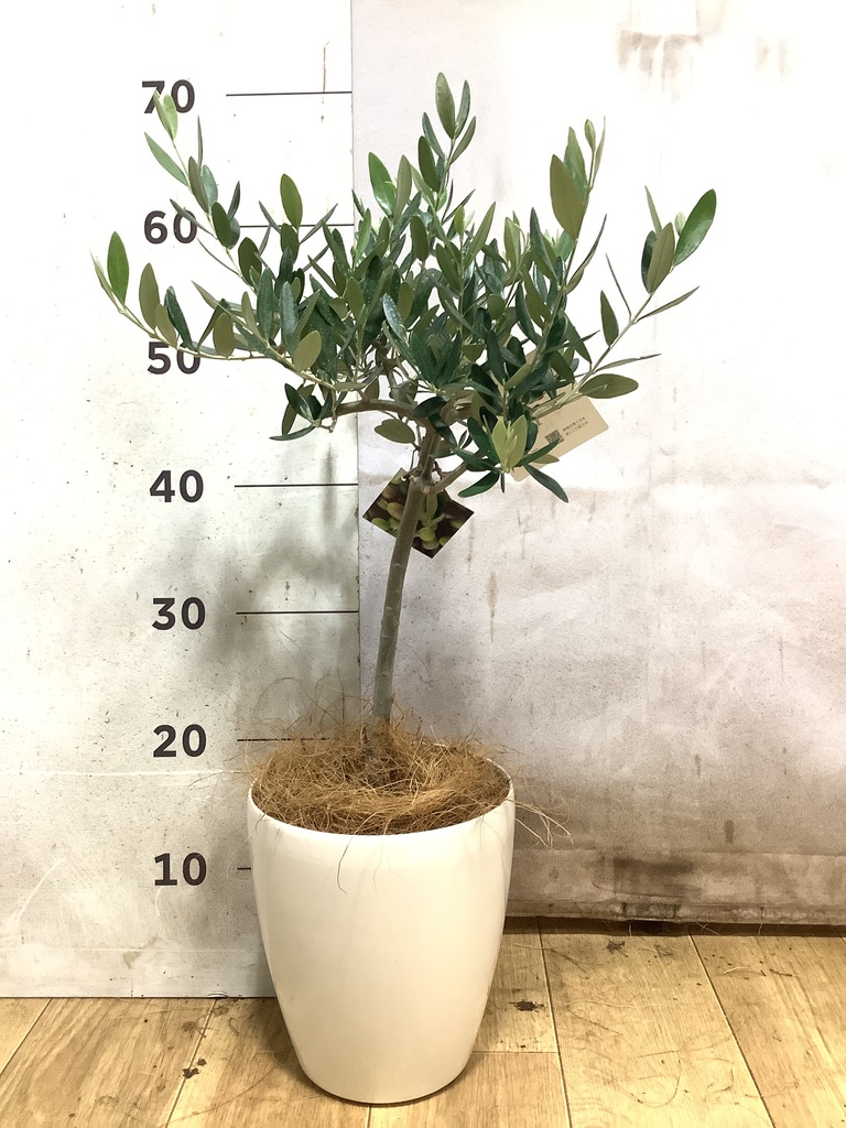 オリーブの木 5号 | 観葉植物の通販ならHitoHana（ひとはな）
