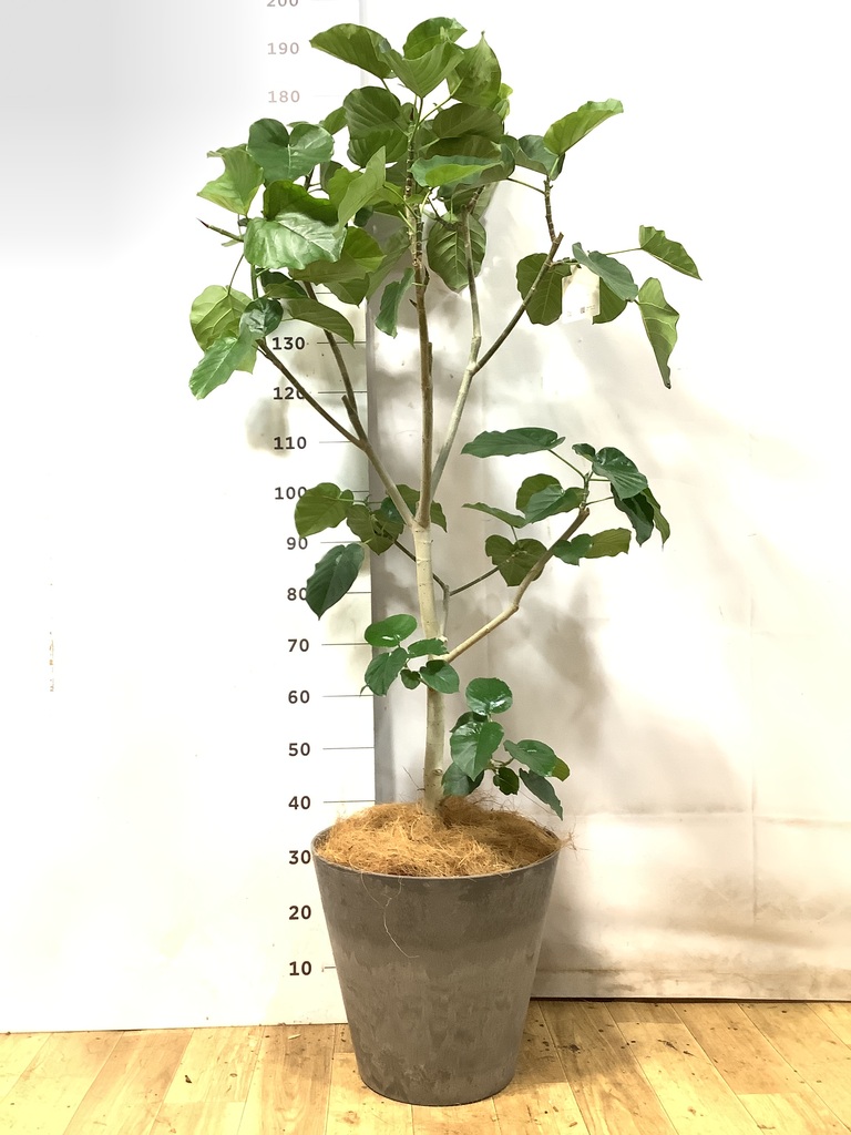 ウンベラータ 10号 | 観葉植物の通販ならHitoHana（ひとはな）