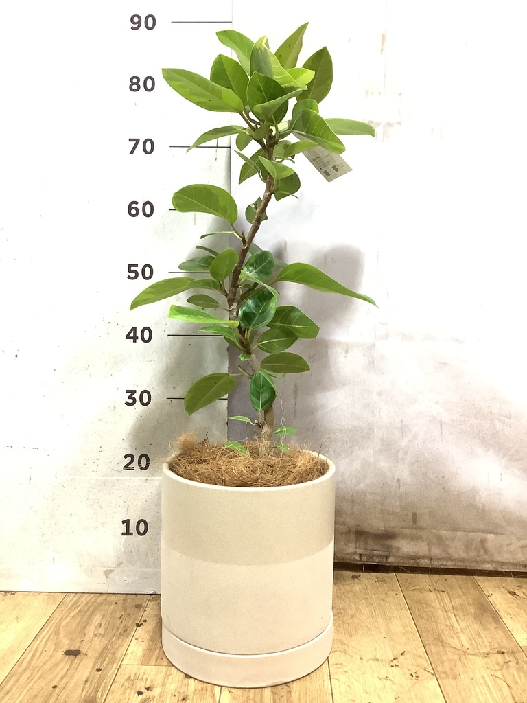 フィカス アルテシーマ | 観葉植物通販 HitoHana