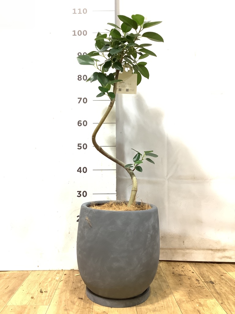 観葉植物 フランスゴムの木 6号 曲り インティ グレー 付き | 観葉植物