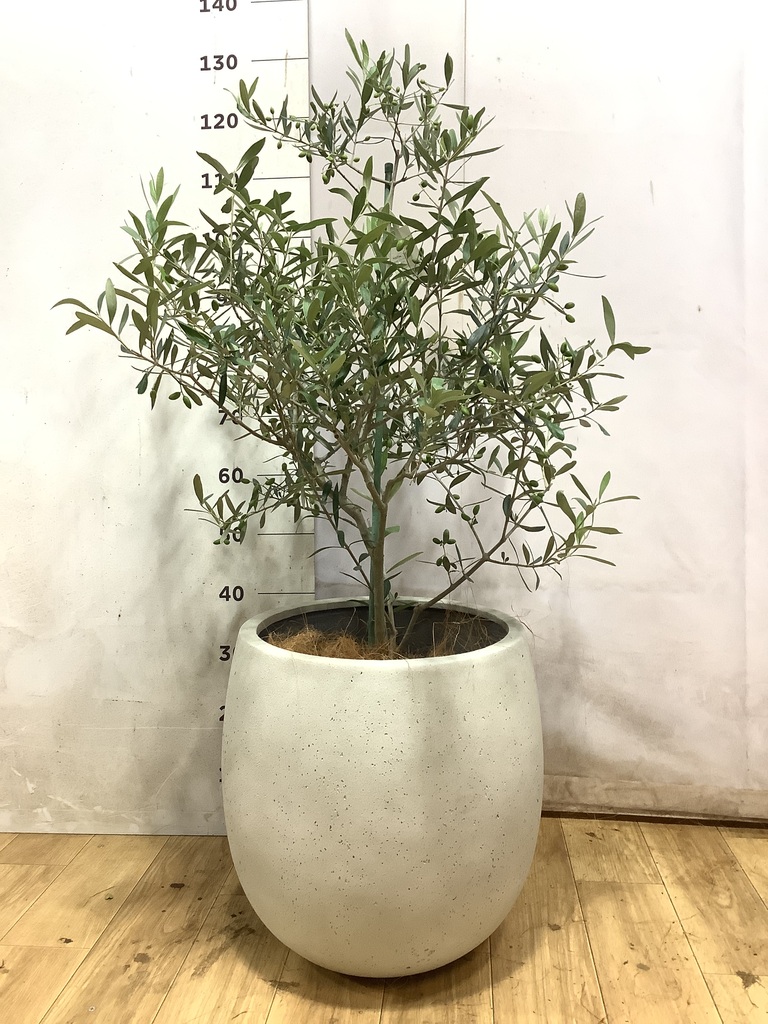オリーブの木 8号 | 観葉植物 | 送料無料でお届け - Hitohana（ひとはな）