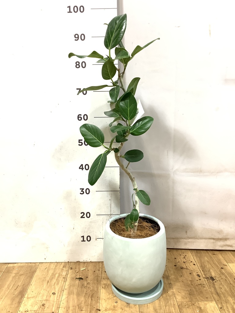 観葉植物 フィカス ベンガレンシス 5号 曲り プラスチック鉢 | 観葉