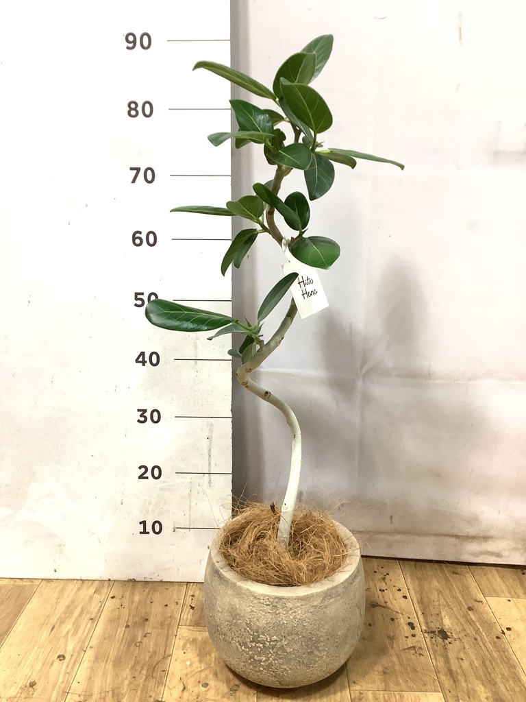 フィカス ベンガレンシス 曲がり | 観葉植物の通販ならHitoHana